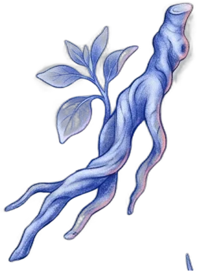 Ashwagandha root