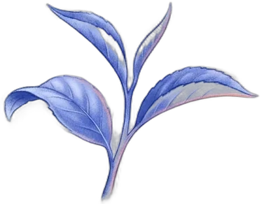 Green tea leaves