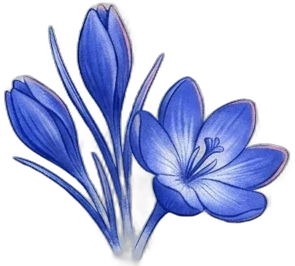 Saffron crocus